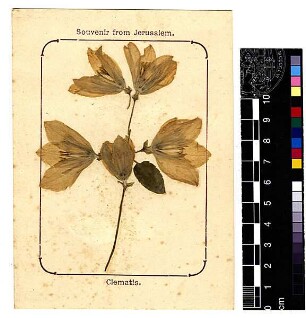 Ranunculaceae Clematis spec. Linné, Carl von (1707 - 1778) [Jerusalem, Yerushalayim, El Quds, Al-Quds, Al Quds, El Quds Esh Sherif, Al-Muqaddas, Jérusalem, Gerusalemme, Jerusalén, Aelia Capitolina, Colonia Aelia Capitolina, Hierosolyma, Urusalim, Jerusalem]