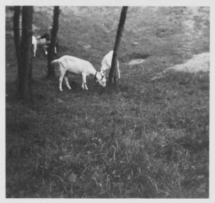 Ziegen (Capra aegagrus hircus; früher Capra hircus) auf einer Wiese