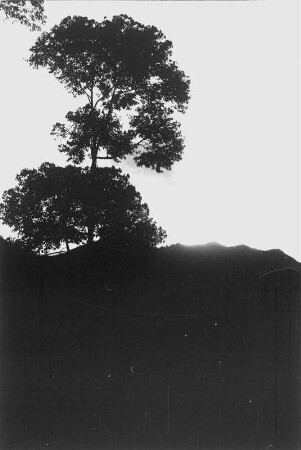 Baum bei Dämmerung (Lateinamerika-Aufenthalte 1934/1942 - 2. Kolumbien 1934-1937)