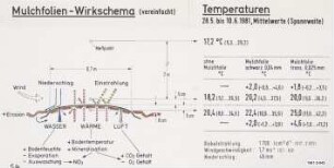 Mulchfolien-Wirkschema (vereinfacht) (Temperaturen 28.5. bis 10.6.1981, Mittelwerte (Spannweite))