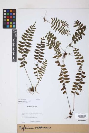 Asplenium raddianum Gaudich.
