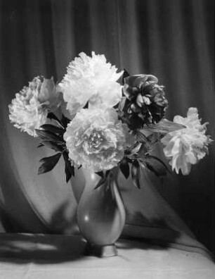 Blumen in Vasen. Pfingstrosen in einer bauchigen Vase