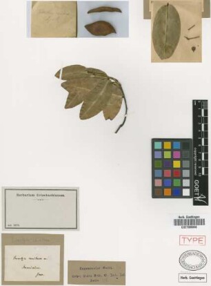 Swartzia caribaea Griseb.
