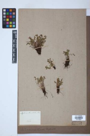 Asplenium lanceolatum Huds.