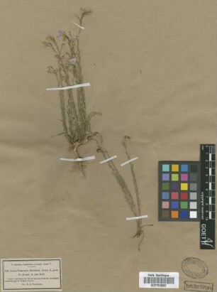 Linum tommasinii Nyman