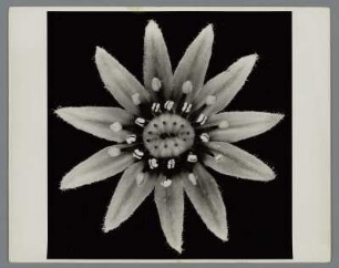 Hauswurz, Blütenstand (Sempervivum spec.)