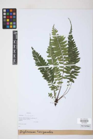 Asplenium harpeodes Kunze