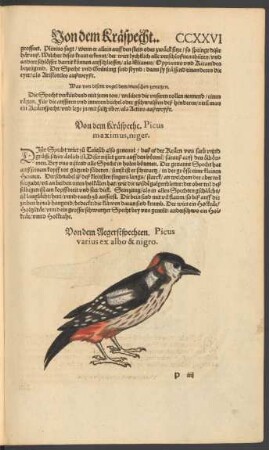 Von dem Aegerstspechten. Picus varius ex albo & nigro.