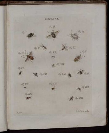 Tabula XLI. [bis] Tabula LX. [siehe römische Paginierung]