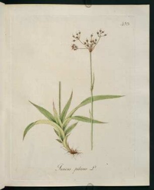 Juncus pilosus L.