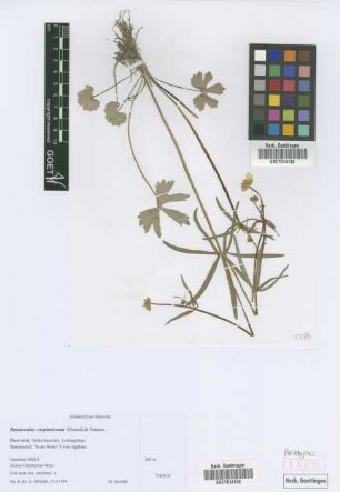 Ranunculus carpinetorum E. H&ouml;randl & W. Gutermann[paratype]