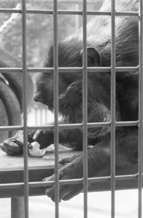 Schimpansin "Emma" im Karlsruher Zoo