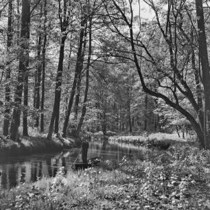 Hochwald im Frühling. : Nalěćo we wysokolěsu.
