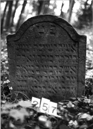 Grabstein 257 (Index: 99803377) Material: Sandstein Zustand: eingesunken Maße HxBxT: 72x56x11 cm Beschreibung: Stele mit Karniesbogen und profiliertem Rand: Grabstein 257