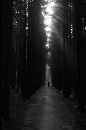 Bad Wörishofen: Dunkle Waldschneise
