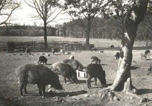 Moritzburger Teichlandschaft. Wildfütterung. Schwarzwild (Sus scrofa)