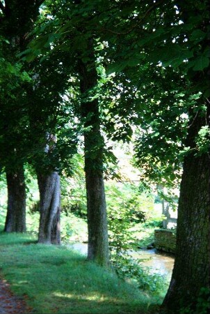 Weg an der Wipfra mit großen Bäumen