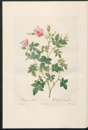 Rosa parvi-flora. Rosier à petites fleurs. Langlois sculp.