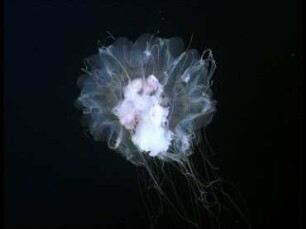 Scyphomedusen der Deutschen Bucht