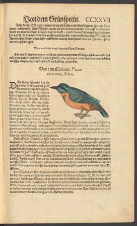 Von dem Chlänen. Picus cinereus, Sitta.