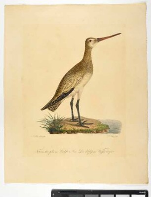 Totanus leucophaeus. Bechst. Mas. Der dikfüßige Wasserläufer. - Pfuhlschnepfe. Limosa lapponica; mas. - Zeichner: Johann Mathias Hergenröder; Stecher: Johann Carl Bock