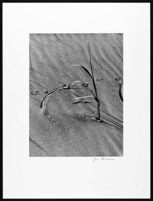 Sonderho. Strandhafer (Gras?) im Sand