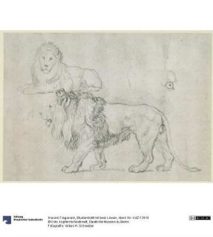 Studienblatt mit zwei Löwen