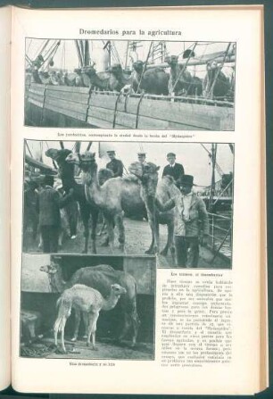 Dromedarios para la agricultura