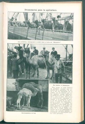 Dromedarios para la agricultura