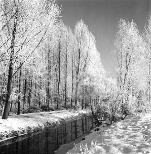 Beste: links Wanderweg beim Kurparkstadion mit Baumreihen des Kurparks: vorn rechts Büsche: Winter
