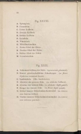 Fig. XXVIII., Fig. XXIX.