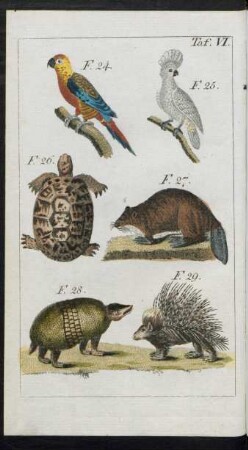 Taf. VI. F. 24. - F. 29.