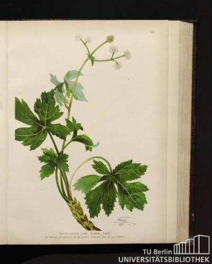 Sanicula europaea Linné. Heildolde, Sanikel.