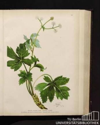 Sanicula europaea Linné. Heildolde, Sanikel.