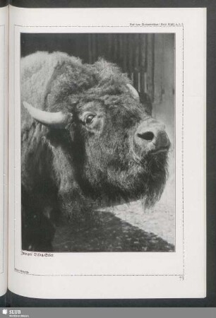 Junger Bison-Stier