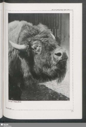 Junger Bison-Stier