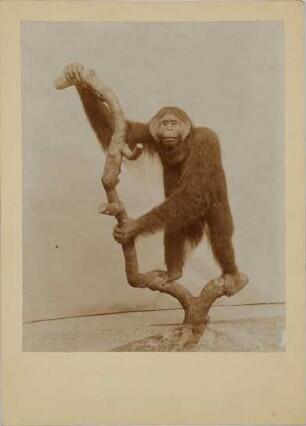 Pongo pygmaeus (Linnaeus, 1760)