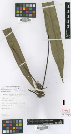 Anthurium beckii Croat & Acebey [paratype]