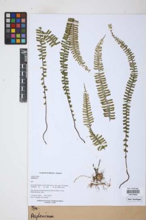 Asplenium L.