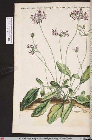 GERANIUM AFRIC: FOLIIS PLERUMQUE AURITIS.