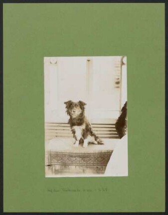 [Milo's Portrait, 28.05.1896] : Fotoliste Max Uhle Nr. 648