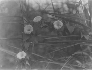 Echte Zaunwinde : Echte Zaunwinde (Calystegia sepium (Linnaeus) R. Brown)