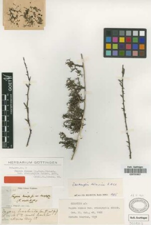 Fagara dumosa (A.Rich.) Griseb. var. Griseb. stenophylla[holotype]