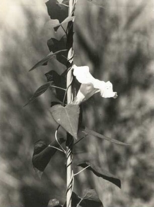 Echte Zaunwinde : Echte Zaunwinde - Baumwinde (Convolvulus sepium)