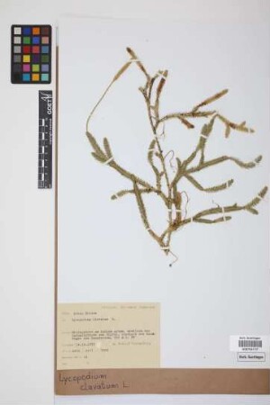 Lycopodium clavatum clavatum L.