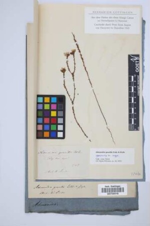 Adenandra gracilis Eckl. & Zeyh.