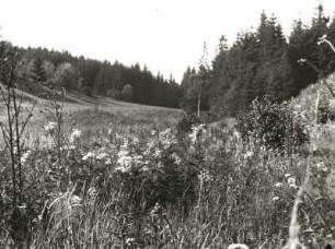 Westerzgebirge. Greifensteingebiet. Montane Waldwiese im unteren Greifenbachtal