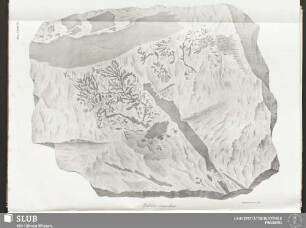 Fasc. V. Tab: 24. Aphlebia irregularis