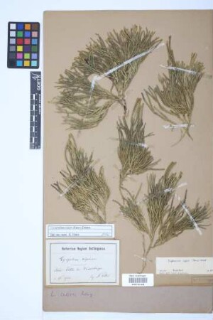 Diphasiastrum issleri (Rouy) J. Holub