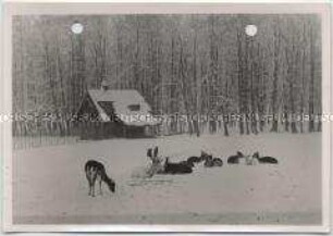 Winterlandschaft, Im Hirschpark